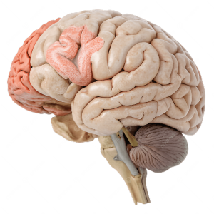 pngtree human brain anatomy detailed structures and diagrams for medical neuroscience learningin png image 21731224